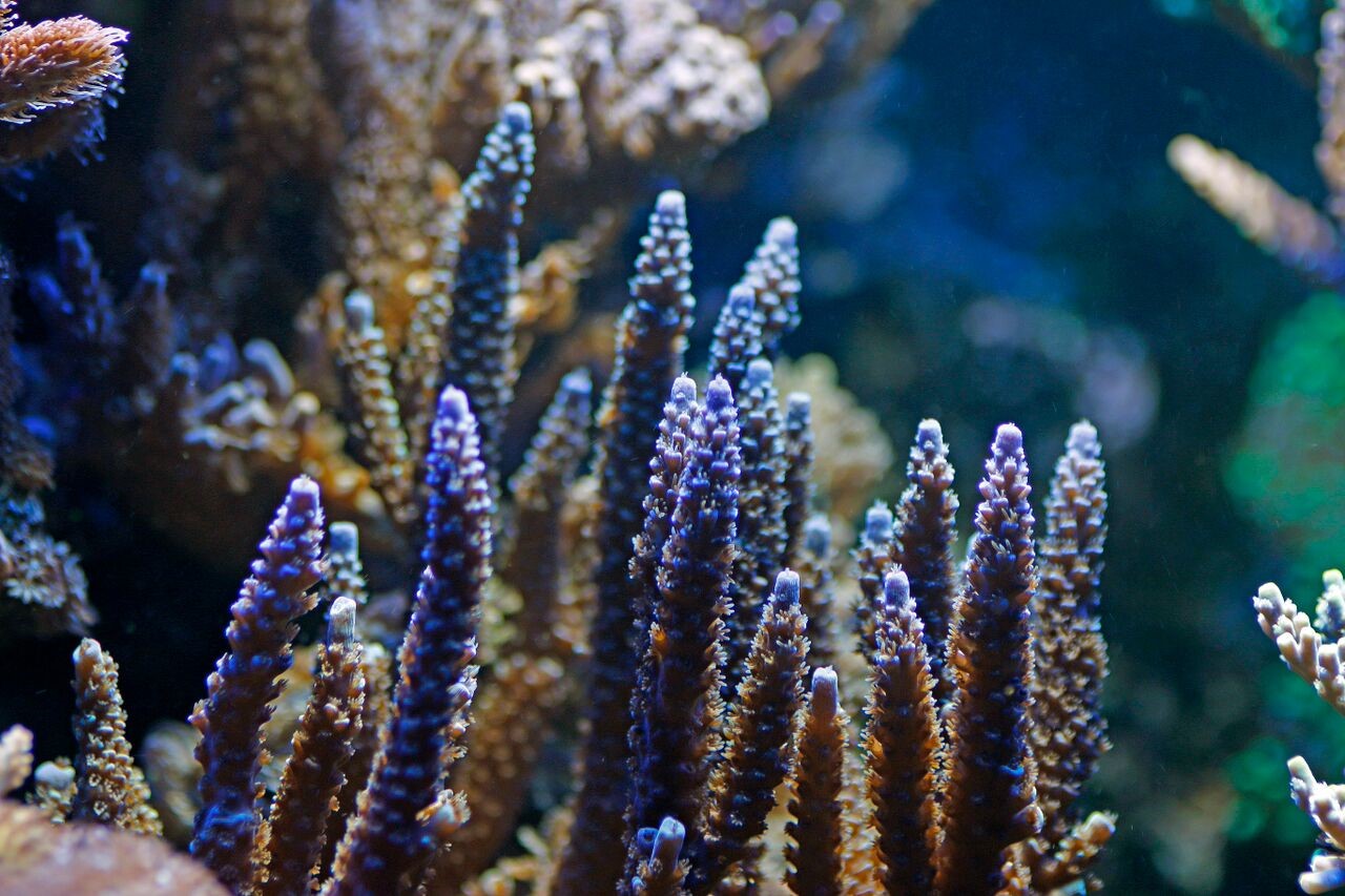 bobbym coral 12.jpg