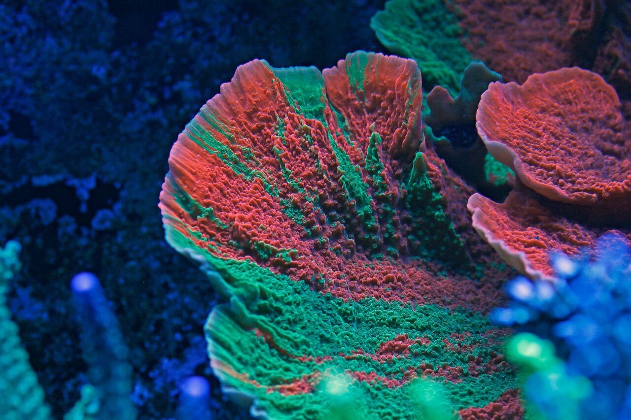 bobbym coral 13.jpg