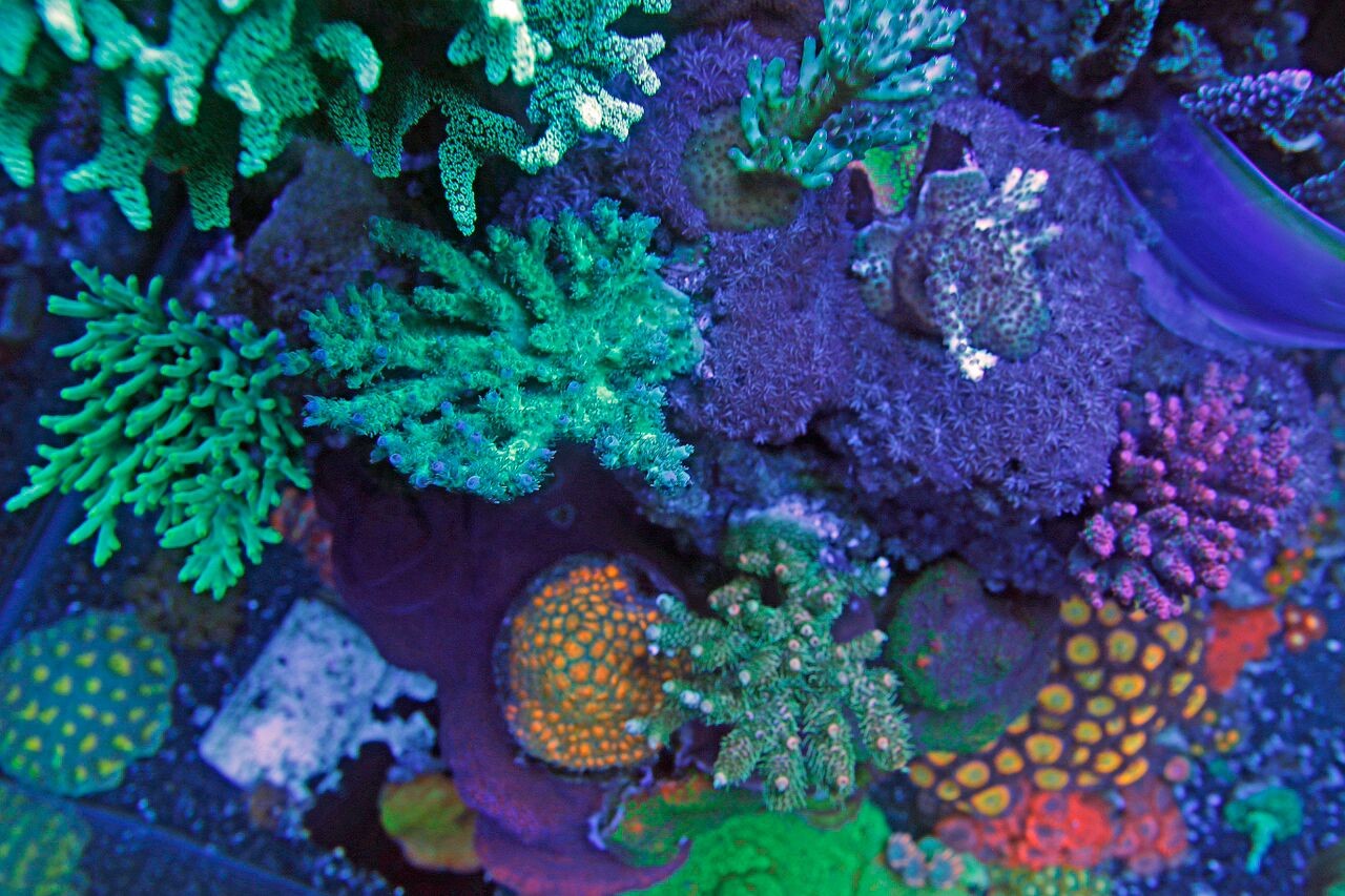 bobbym coral 16.jpg