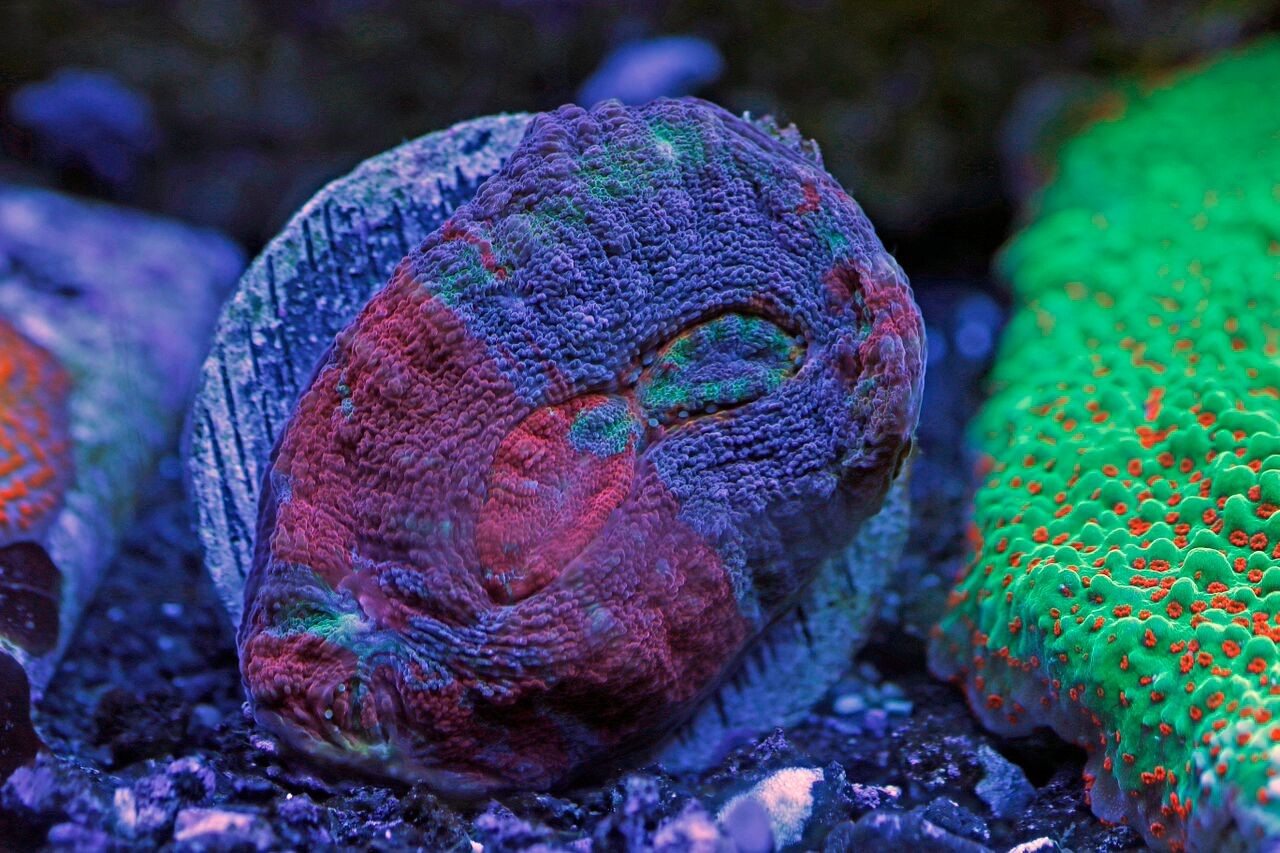 bobbym coral 21.jpg
