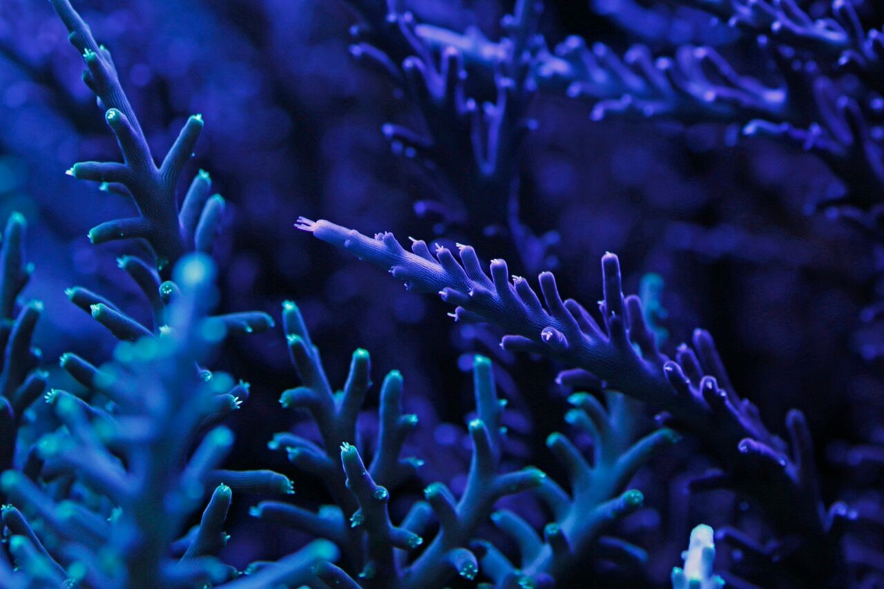 bobbym coral 3.jpg