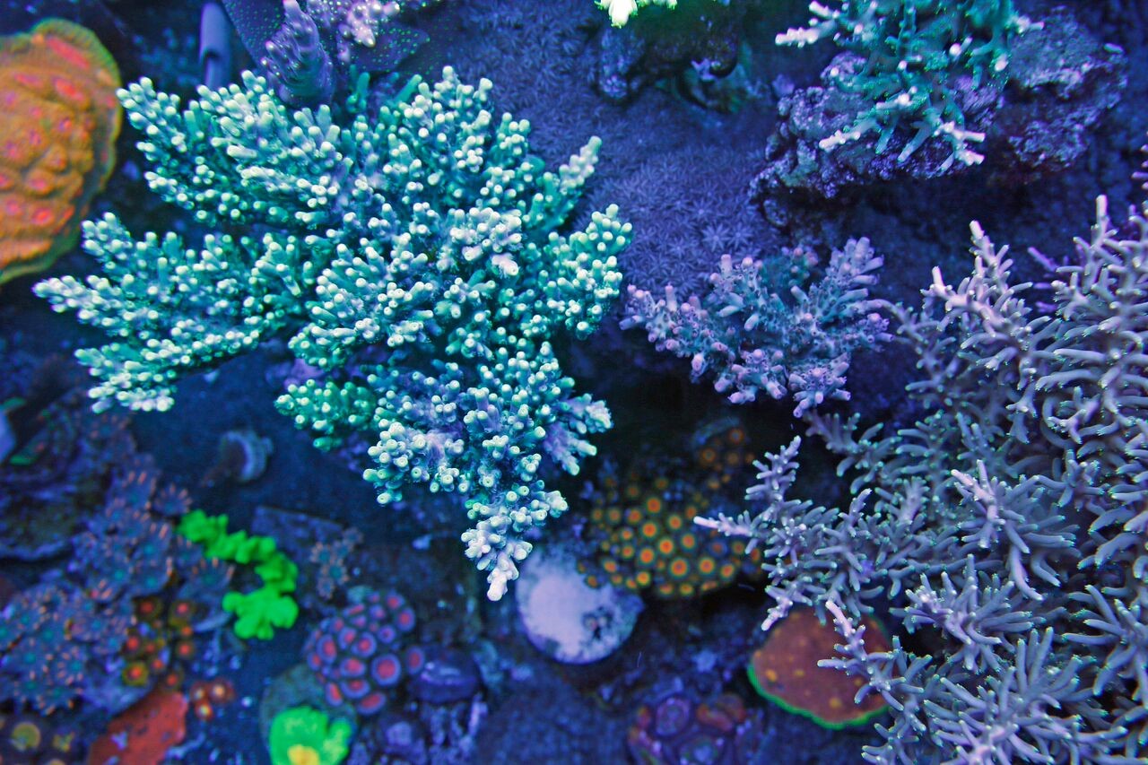 bobbym coral 7.jpg