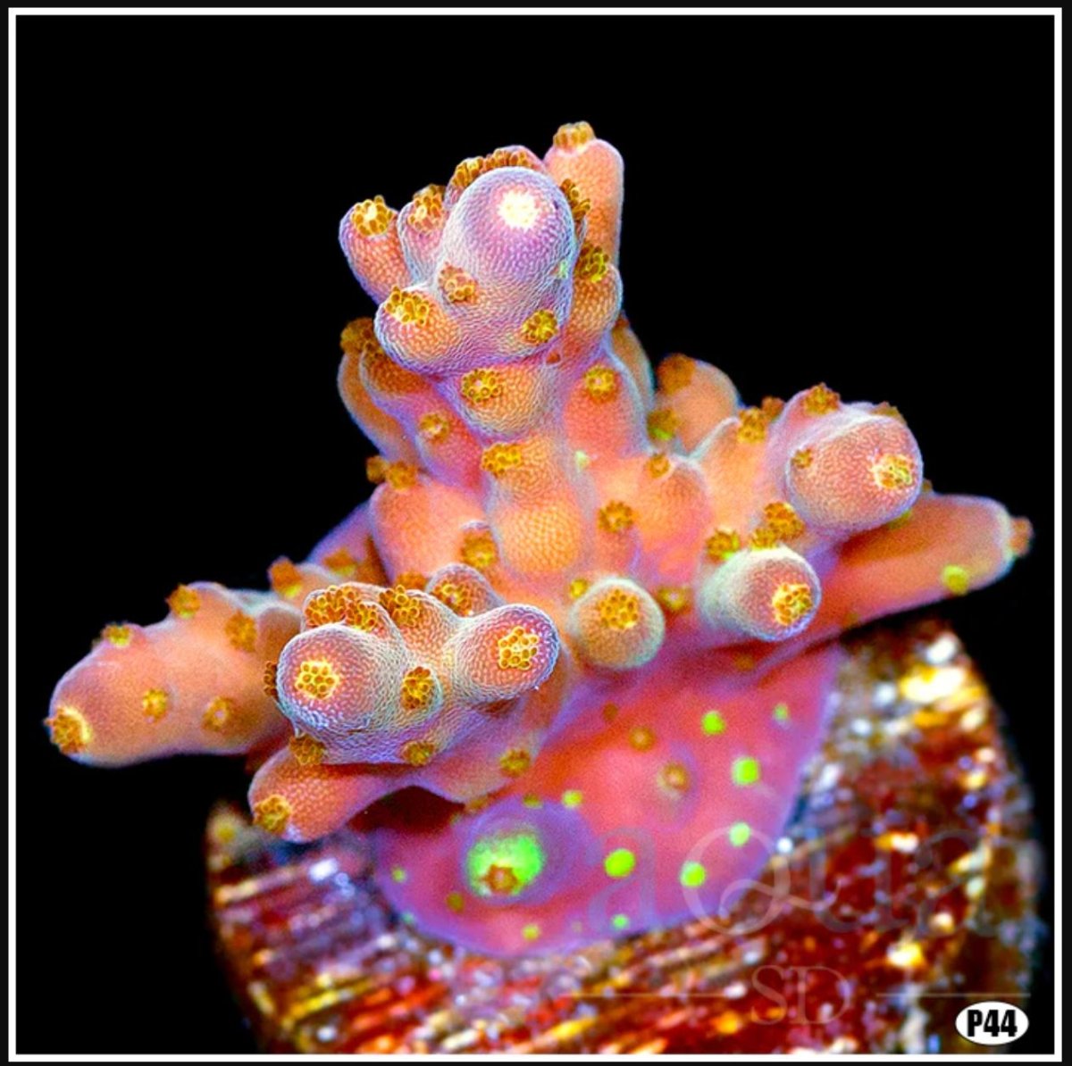 **R2R LIVE SALE** Aqua SD 16th Year Anniversary Live Sale 3,000+ Corals ...