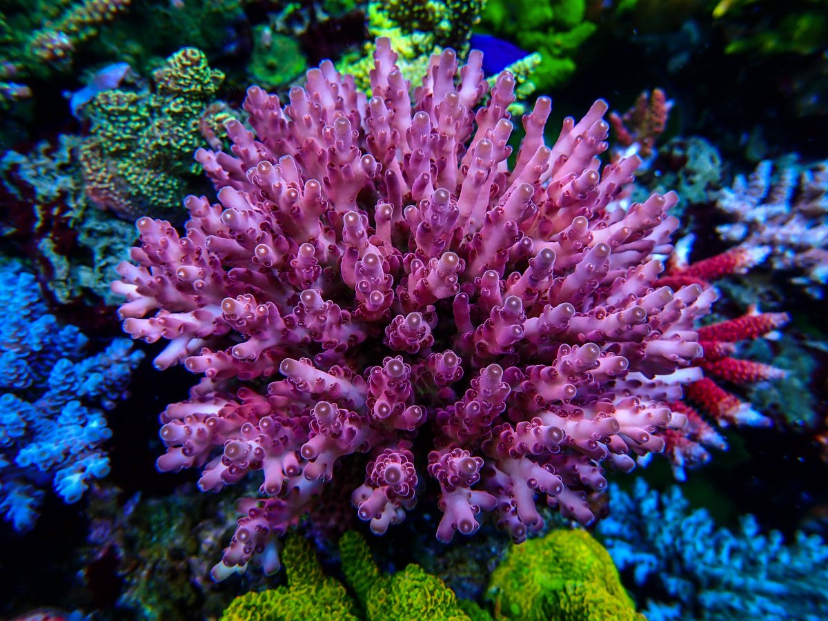 Boom Corals Red Loripes-2120001.jpg