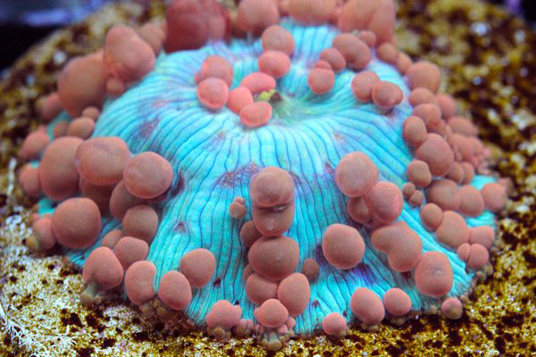 bounce-neptune-coral.jpg