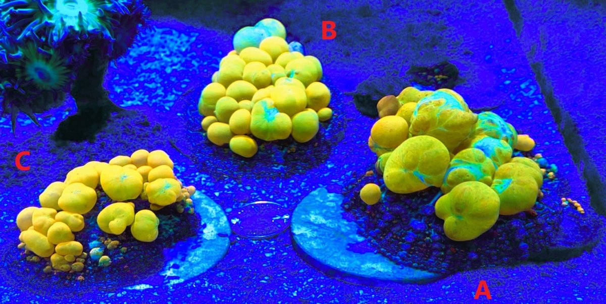 BounceA-C.JPG