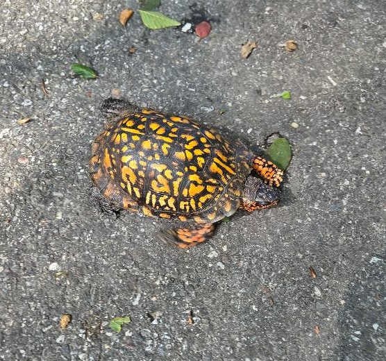 Box Turtle.jpg