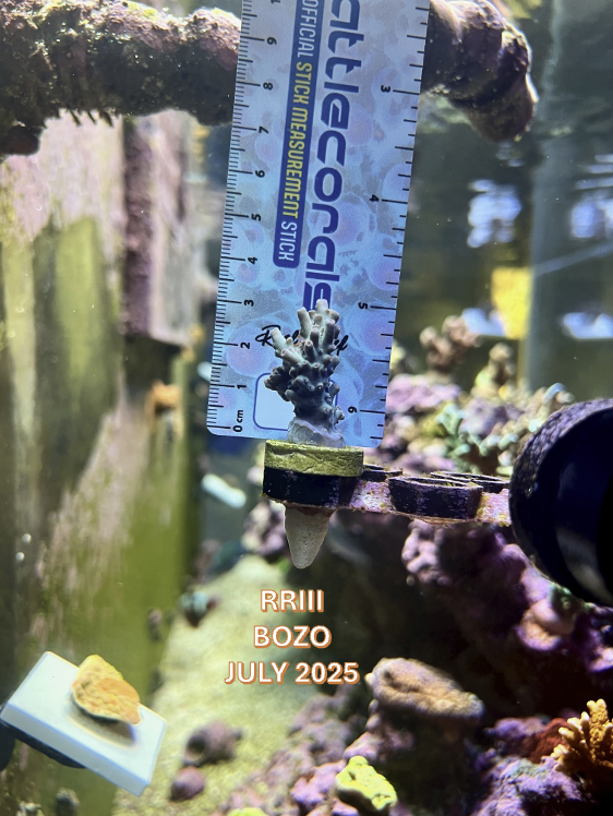 Bozo JULY 2025 START w- MARK.png