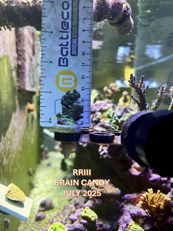 Brain Candy JULY 2025 START w- MARK.png