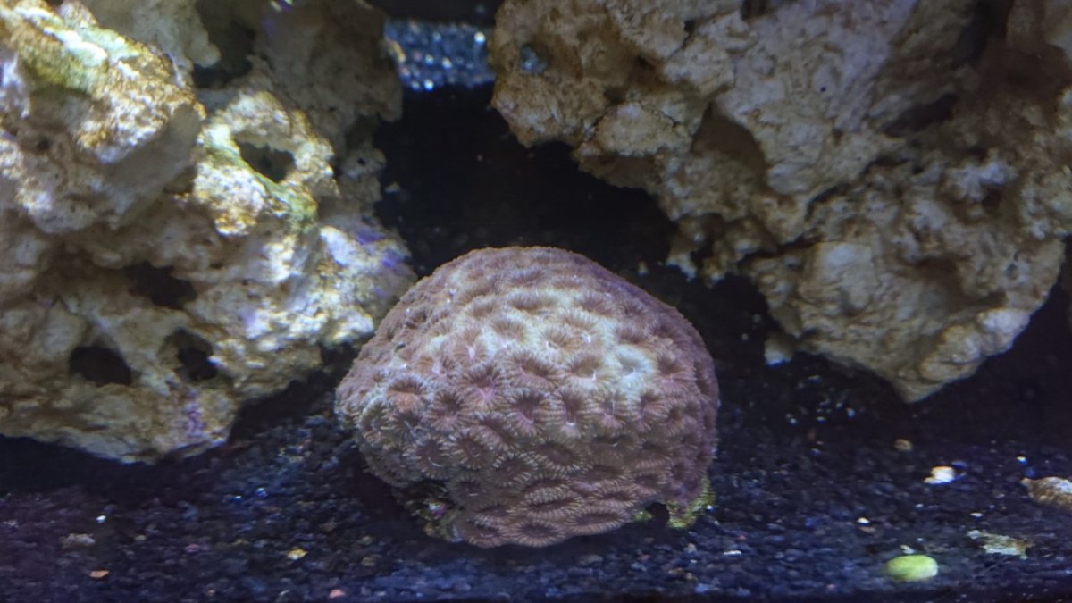 Brain Coral 1.jpg