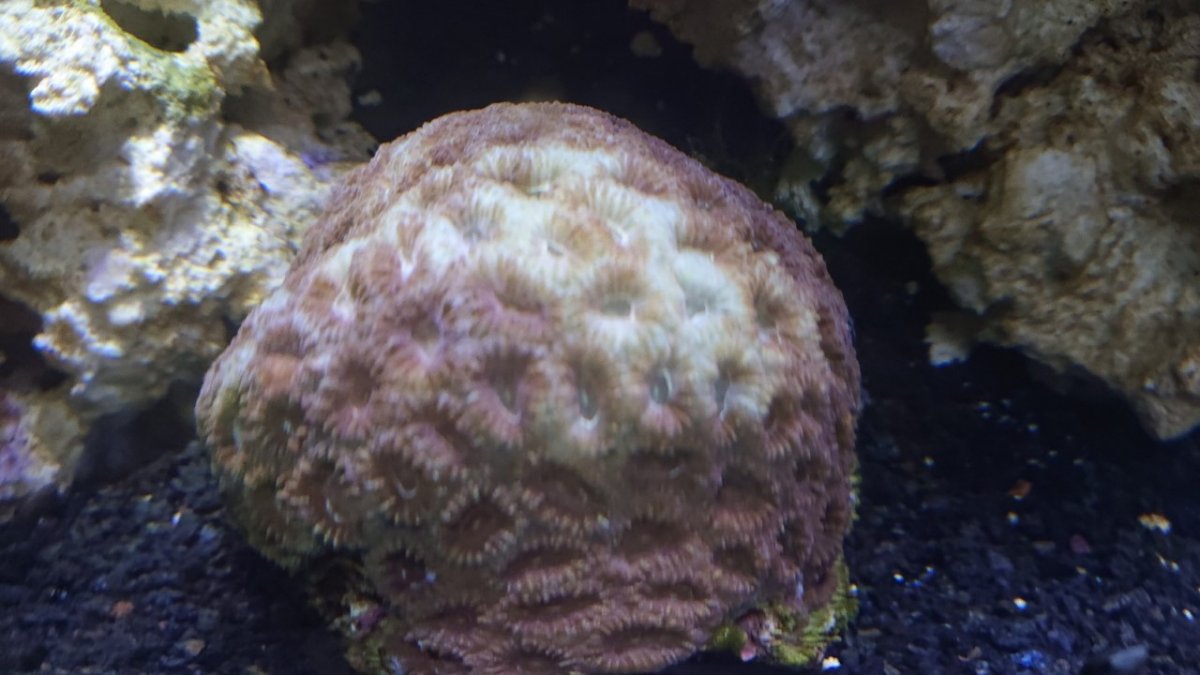 Brain Coral 3.jpg
