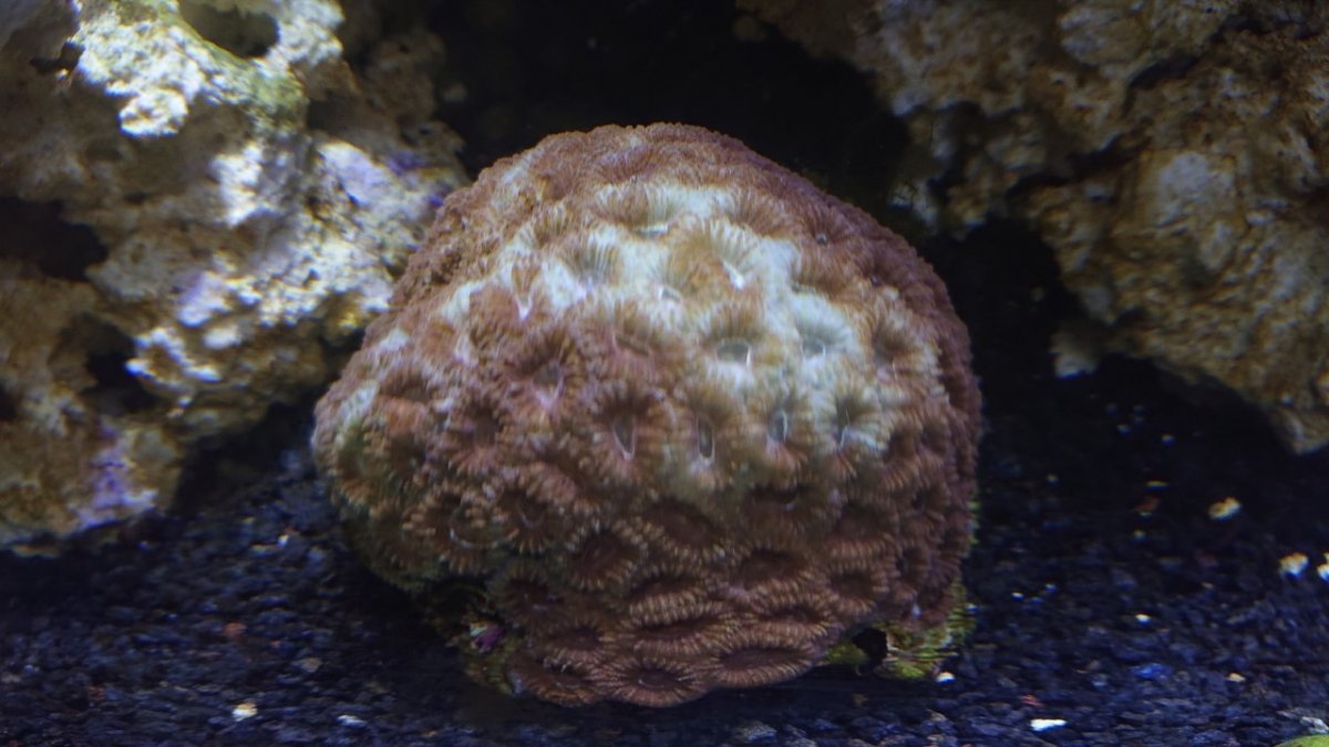 Brain Coral 4.jpg