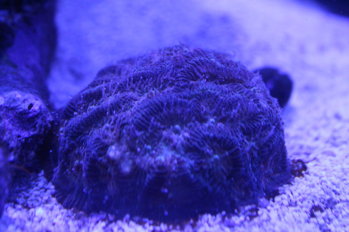 brain coral.JPG