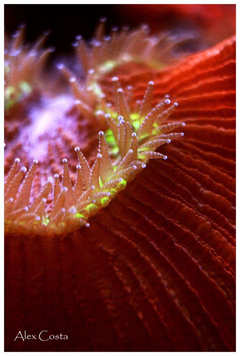 brain-red1.jpg