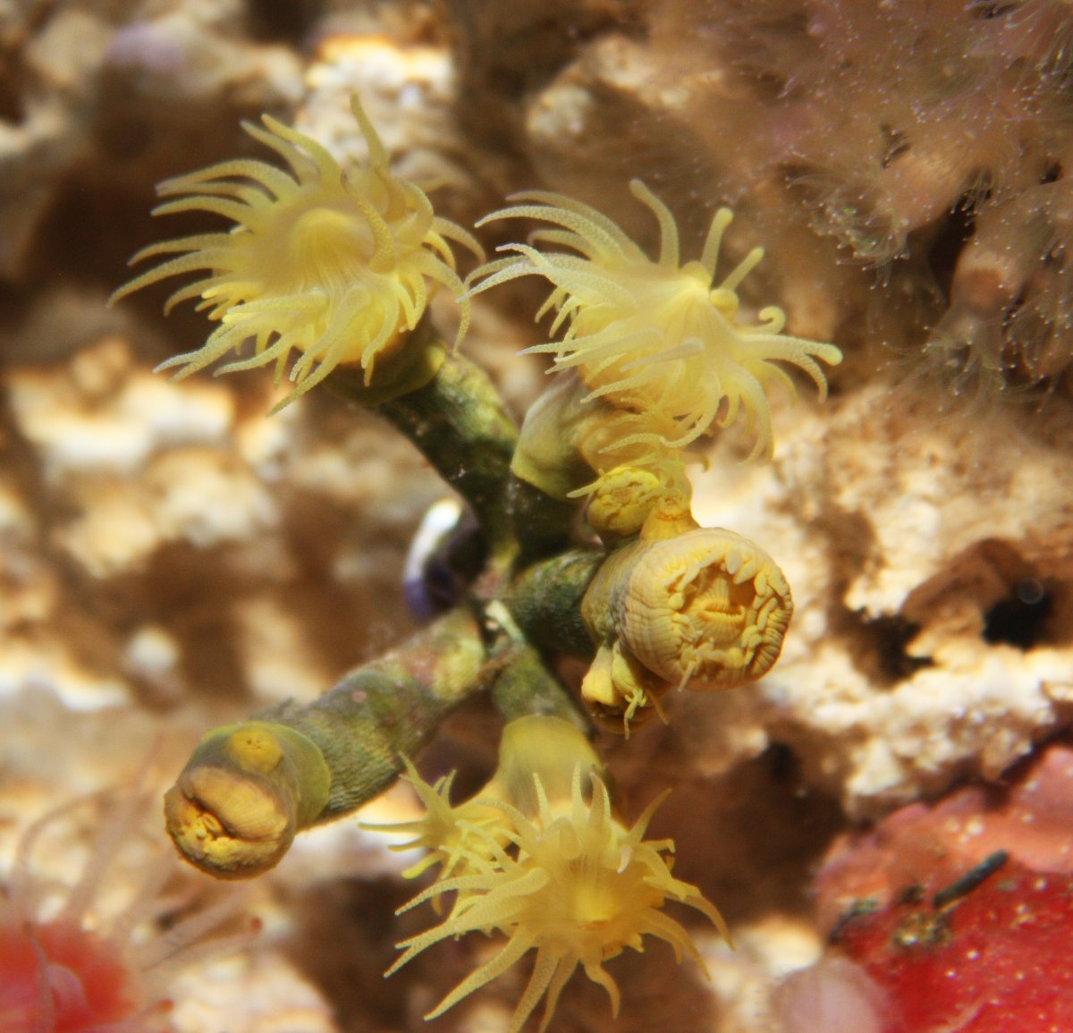 branching sun coral.jpg