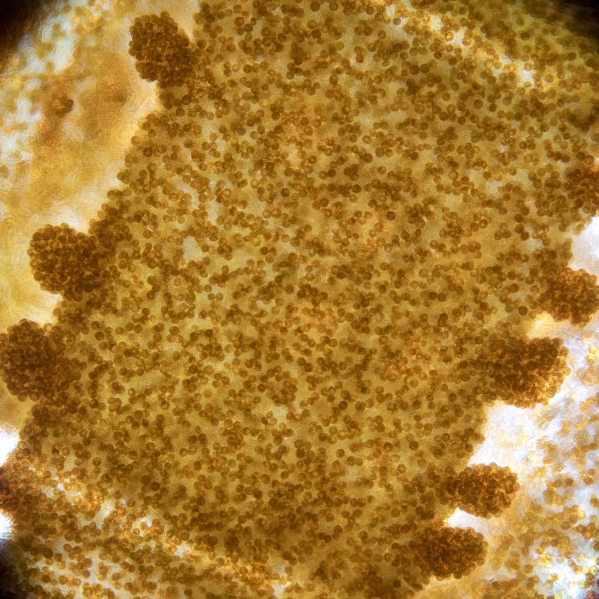 Briareum sp.jpg