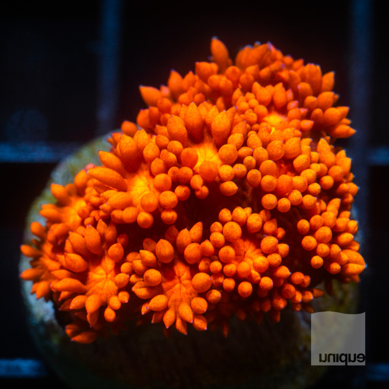 Bright Orange Goniopora 139 92.jpg