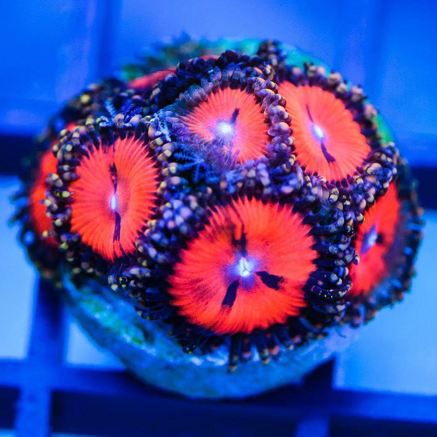 brightzoas.jpg