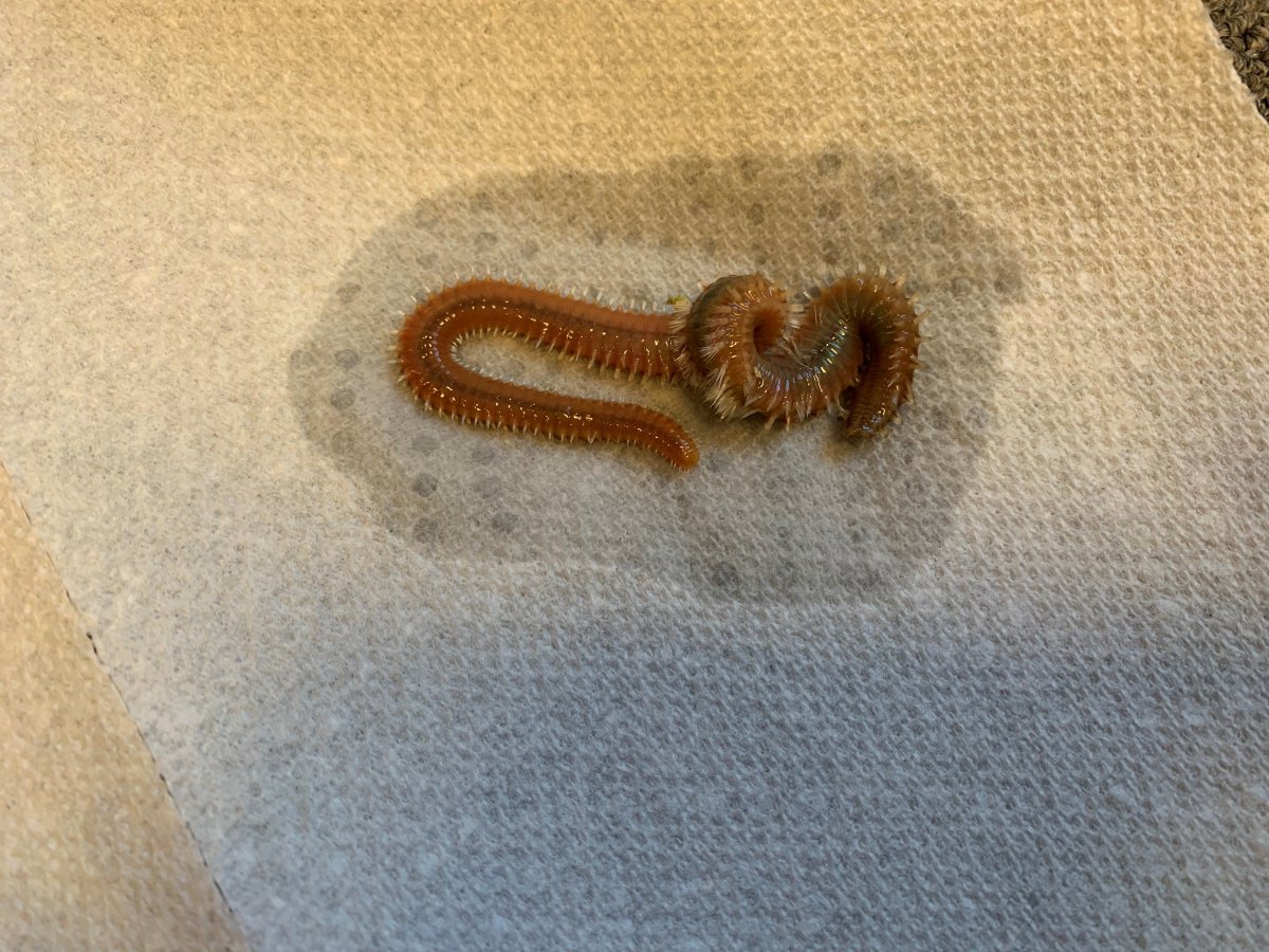 bristle worm.jpg