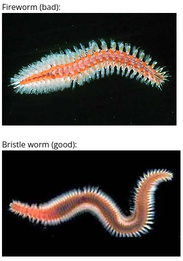 bristle_fire.png