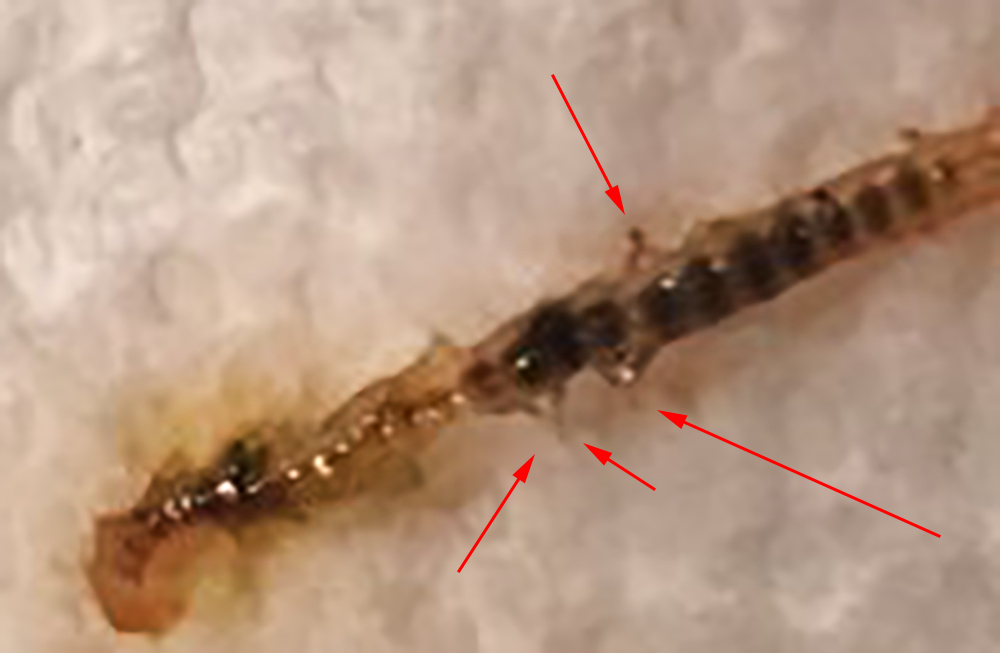 bristles.jpg