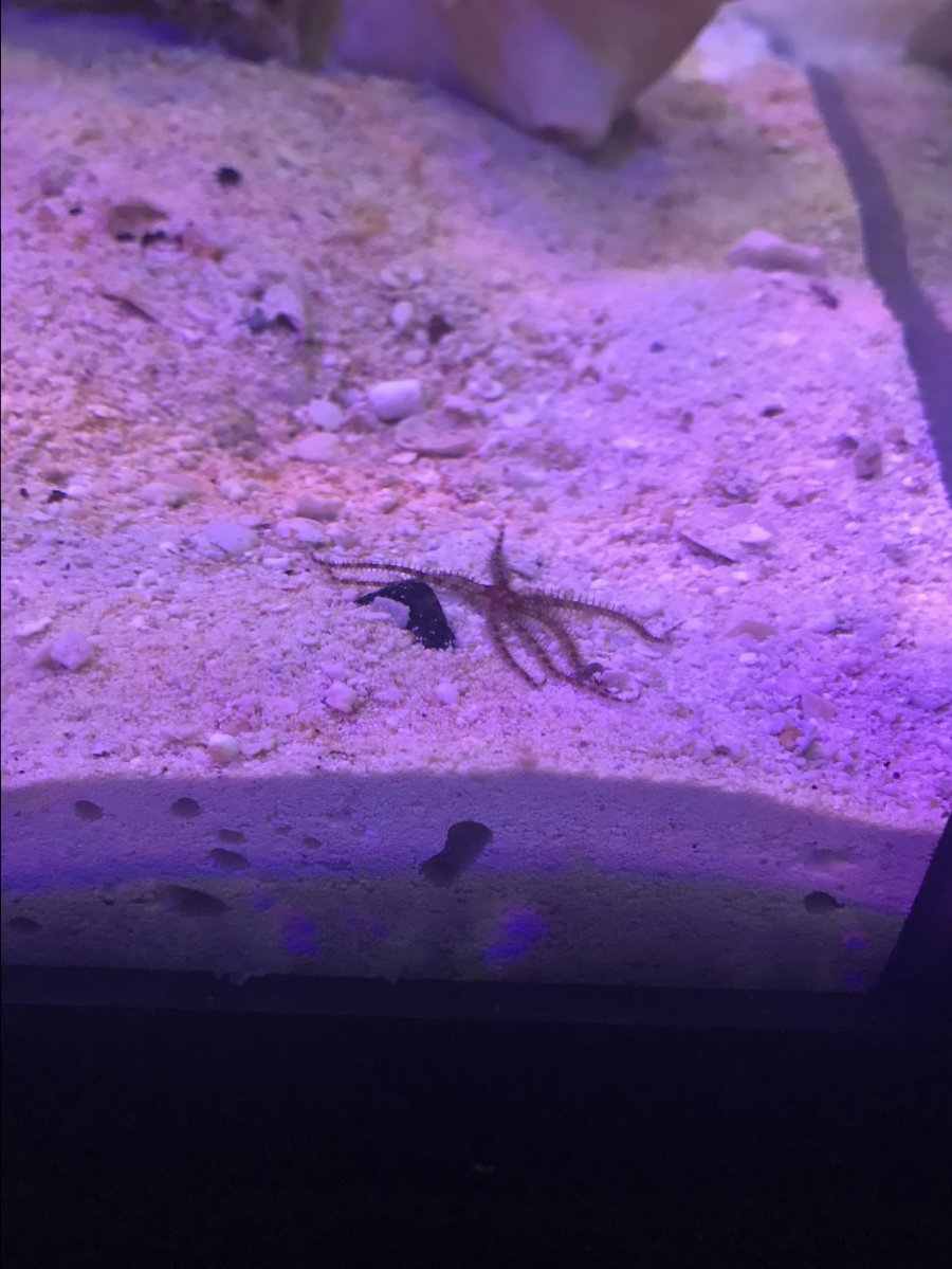 brittlestar.JPG