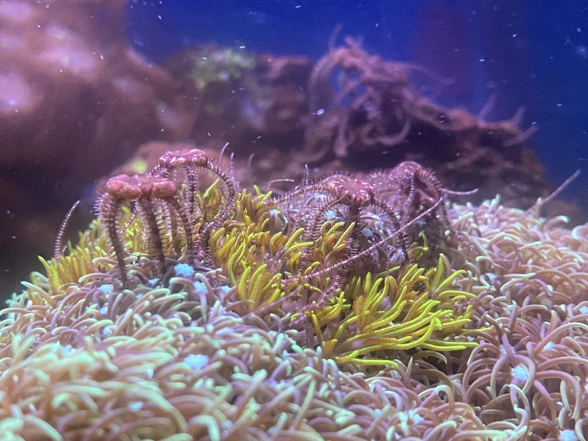 brittlestar_spawn1a.JPG