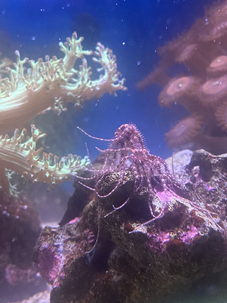 brittlestar_spawn2a.JPG