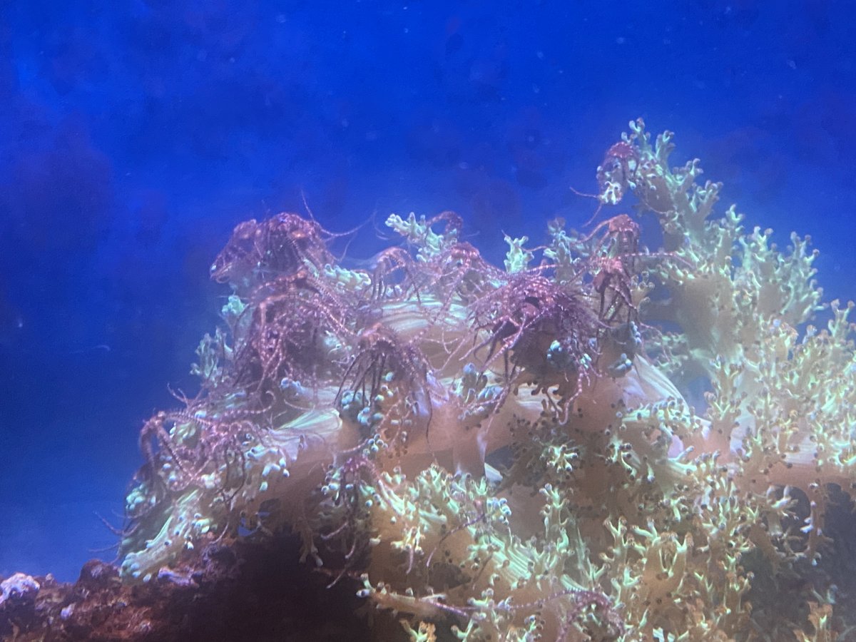 brittlestar_spawn3a.JPG