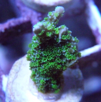 BRS 1039.jpg