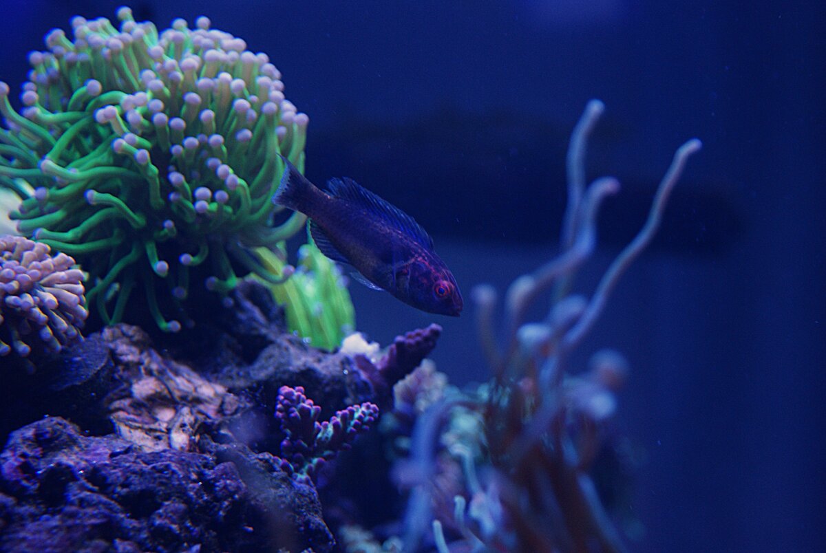 Brunneus Fairy Wrasse (3).jpeg