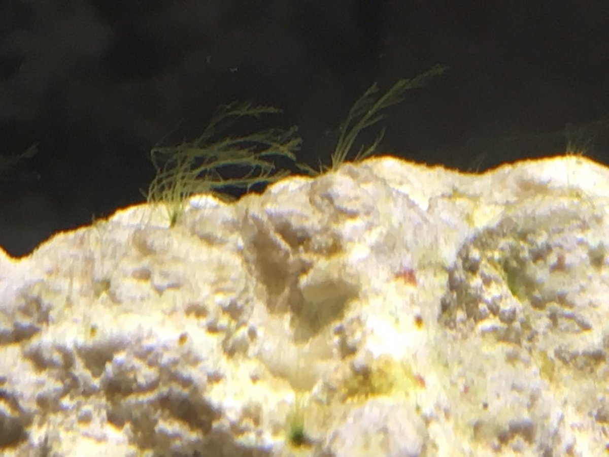 Bryopsis 1.jpg
