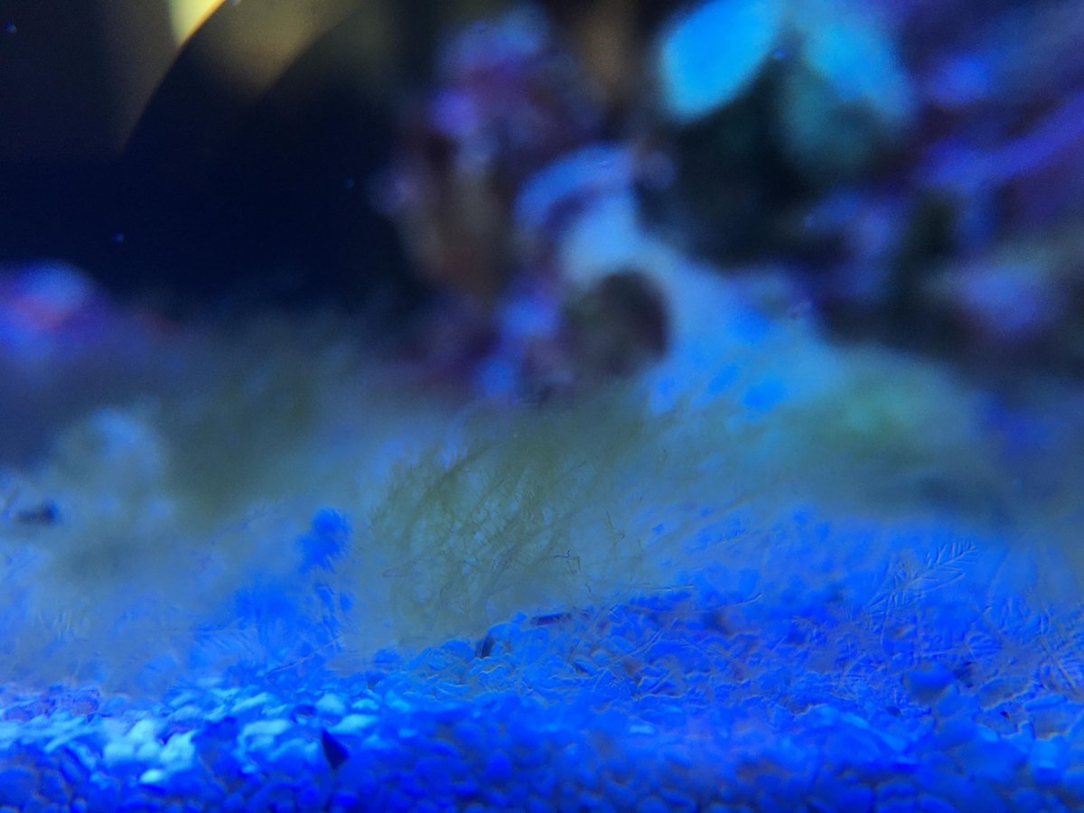 Bryopsis 2.jpg