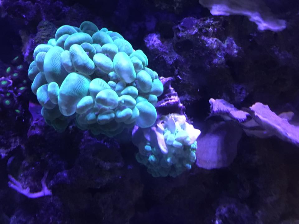 Bubble 2.jpg