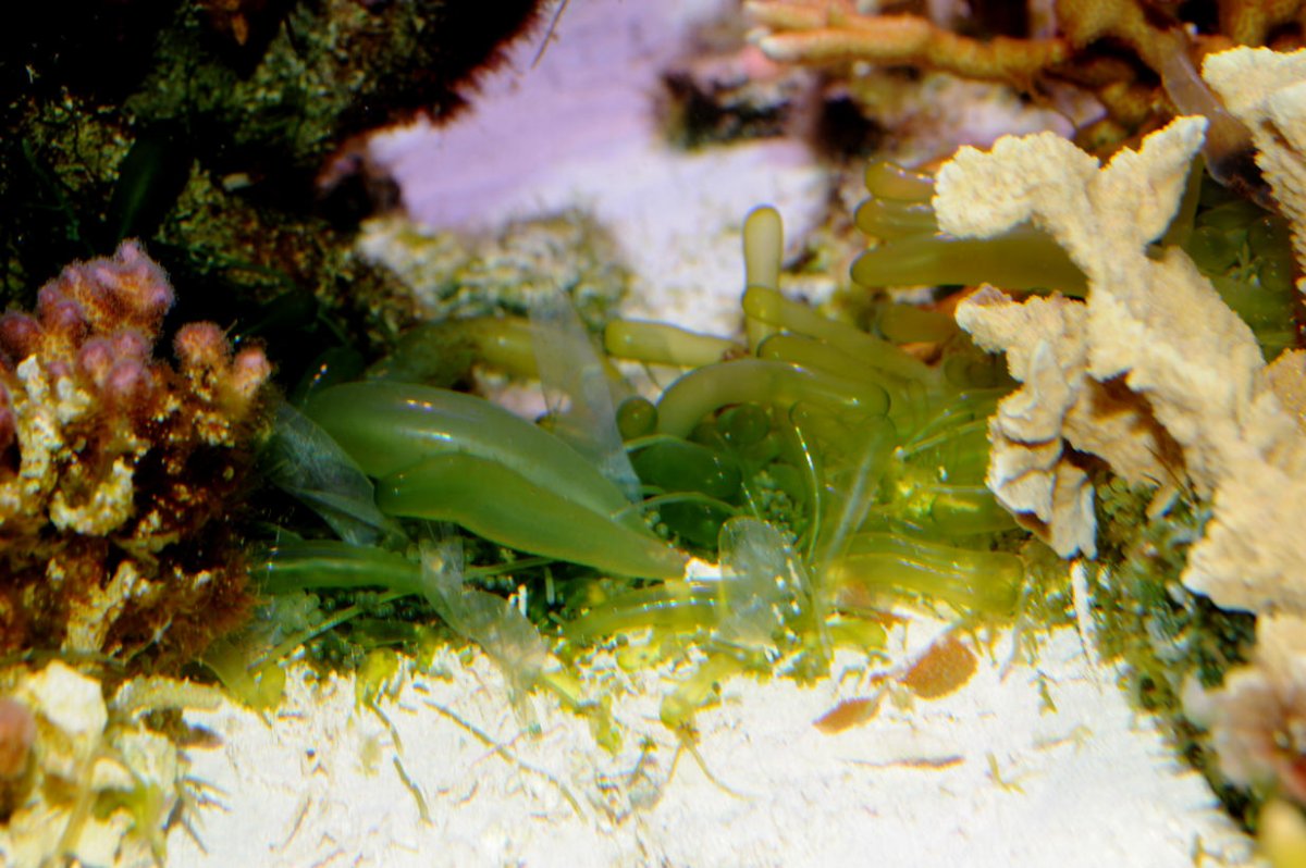 bubble algae 03.jpg