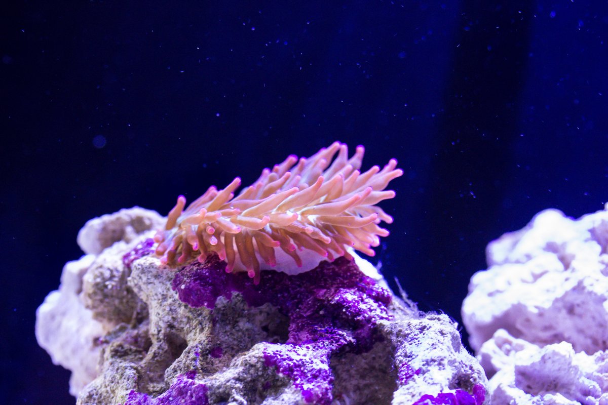bubble anemone.jpg