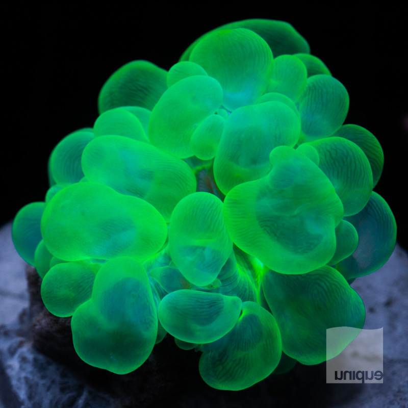 Bubble Coral 129 92.jpg
