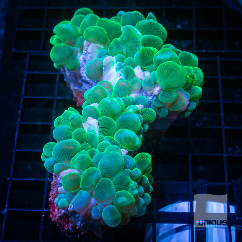 Bubble Coral 189 119.jpg