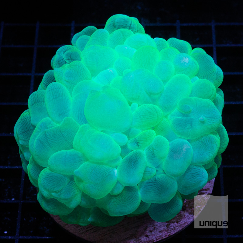 Bubble Coral 249 199.png