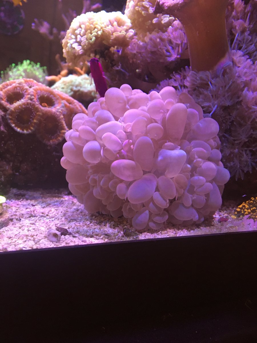 Florida 6"7" bubble coral for sale, local pick up REEF2REEF