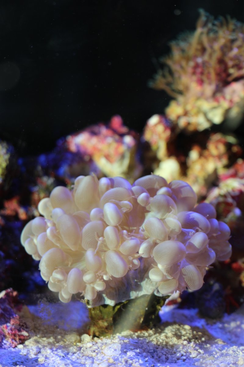 bubble coral.JPG