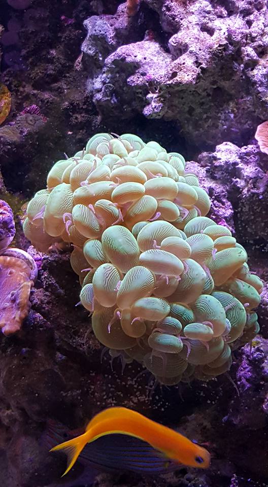 Bubble Coral.jpg