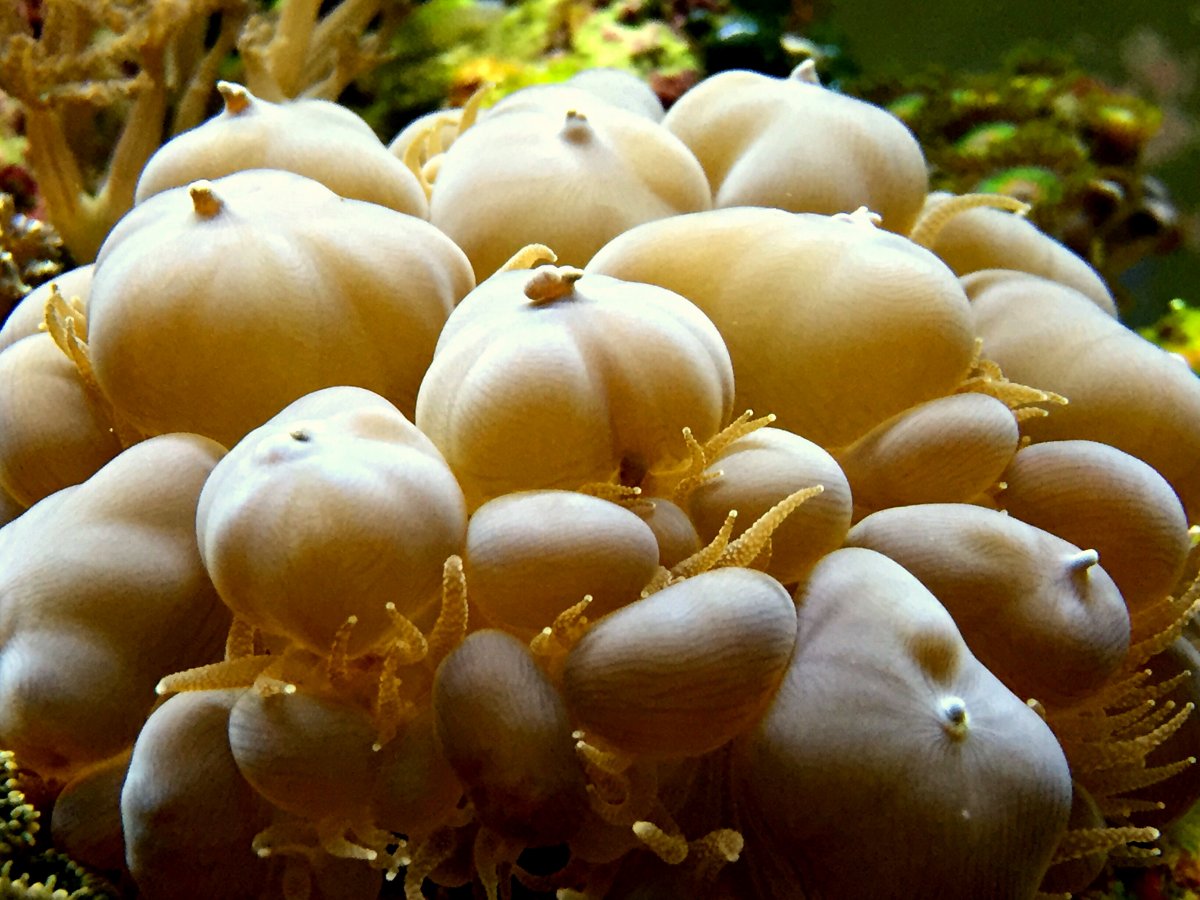 bubble coral.JPG