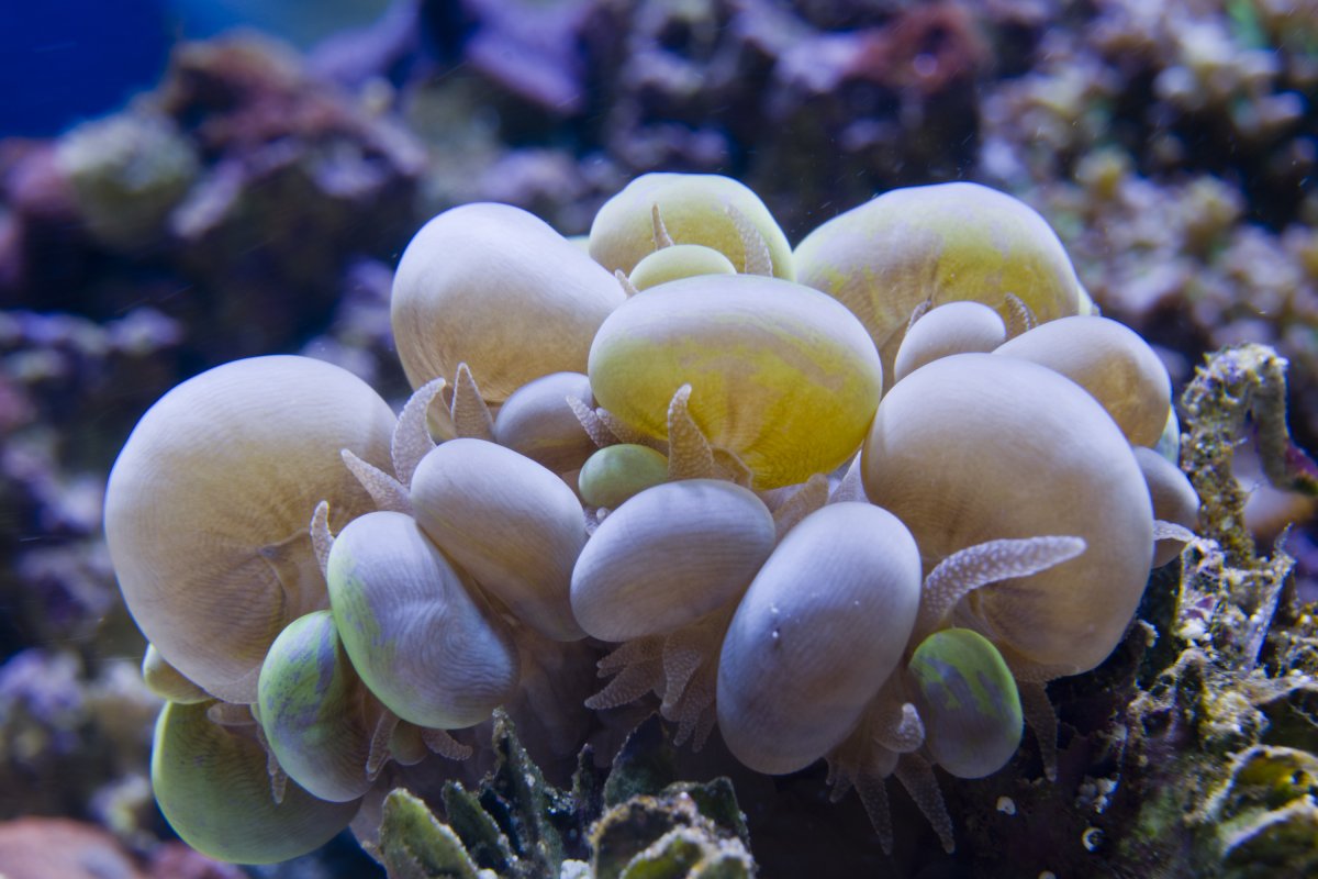 Bubble Coral  - Small.jpg