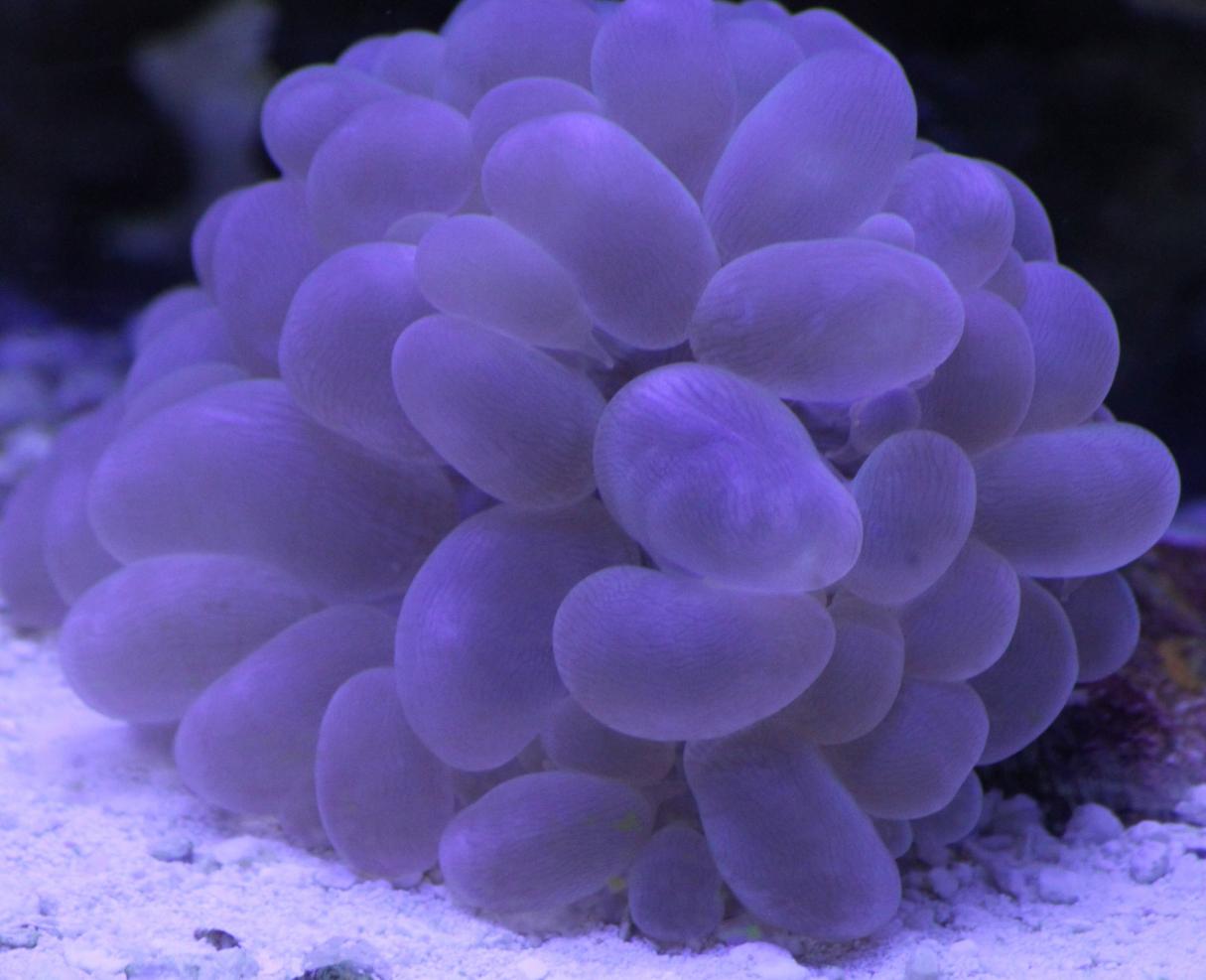 Bubble Coral white2.jpg