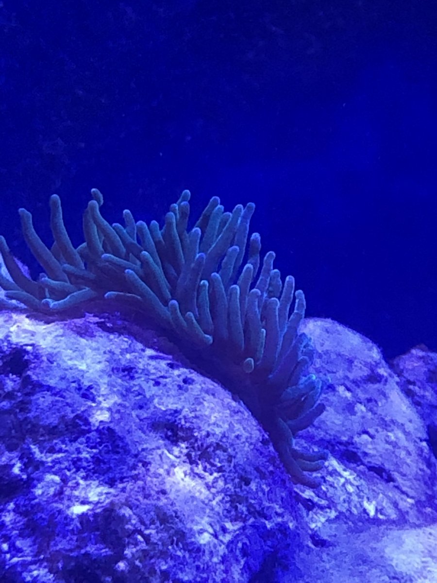 bubble tip anemone.jpg