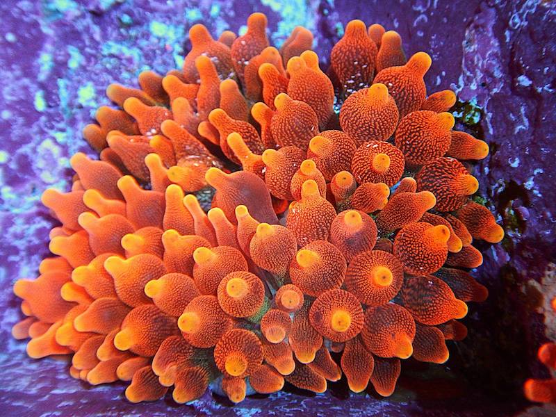 bubble-tip-anemone-philippines.jpeg