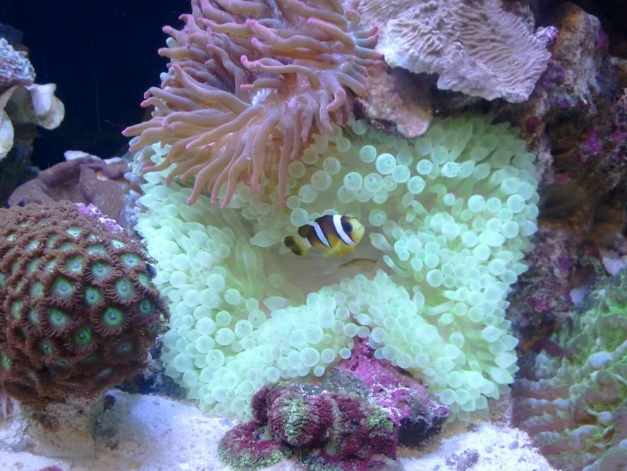 bubble tip nem.jpg