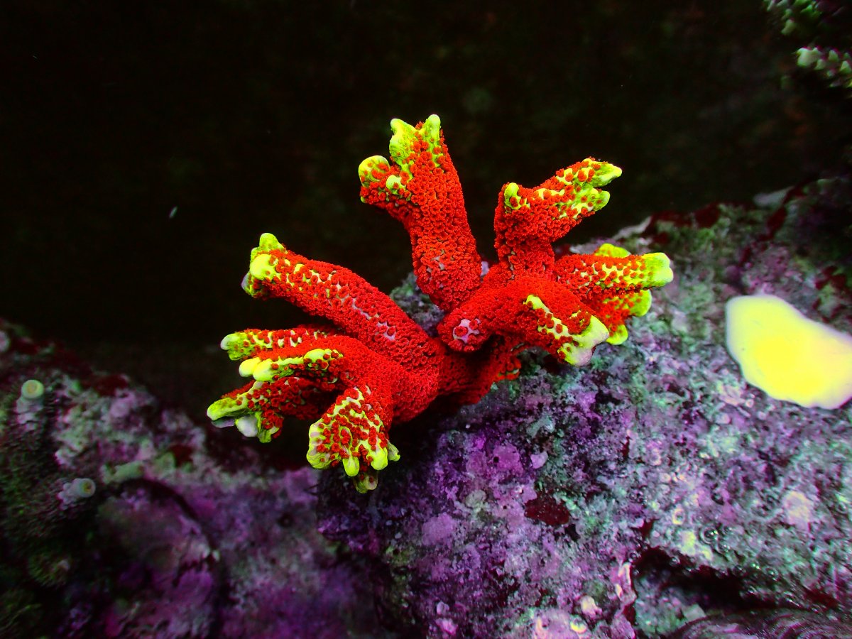 Immo form Switzerland send us some more pictuers of his sps corals under th...