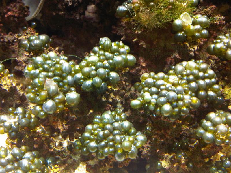 bubblealgae.jpg